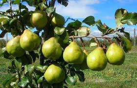 शीर्ष नाशपाती उत्पादक राज्य