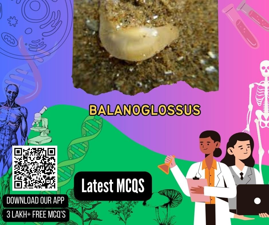 Balanoglossus