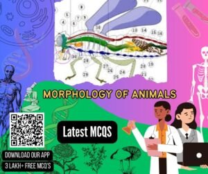 Morphology Of Animals