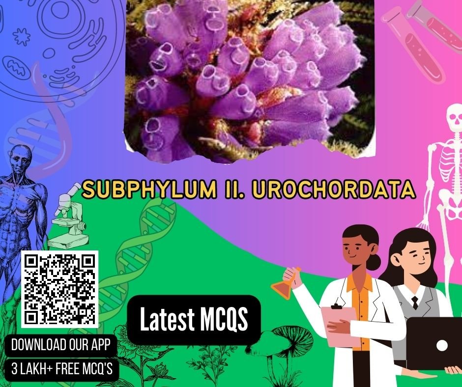 Subphylum II. Urochordata