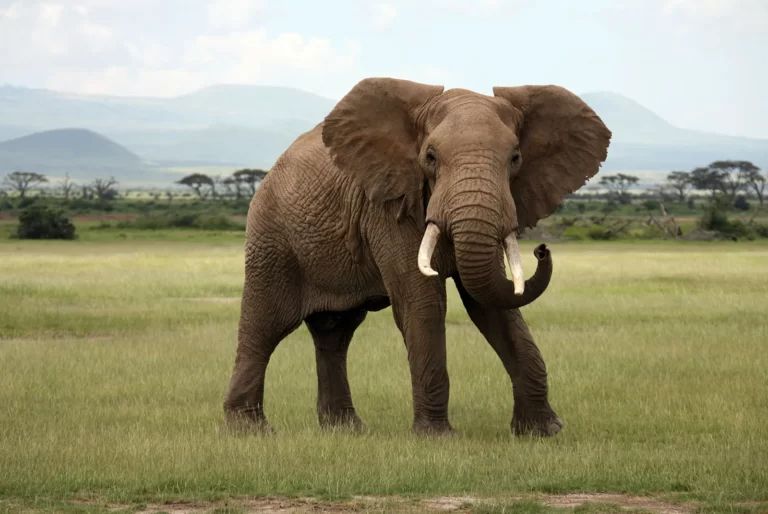 African elephant Facts, FAQs, Behaviour, Habitat and Conservation