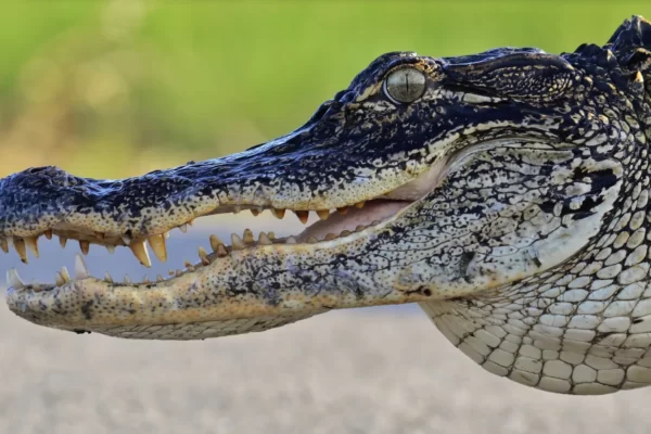 American alligator Facts