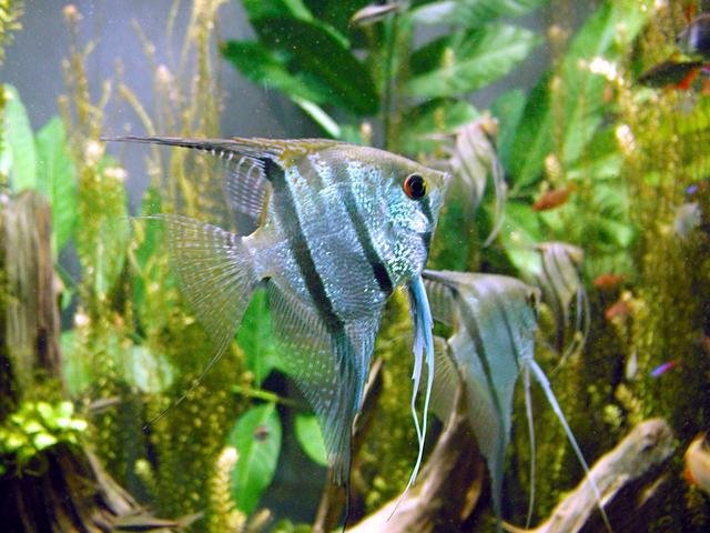 Angelfish Facts