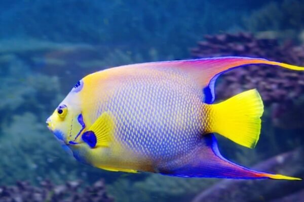 Angelfish Facts