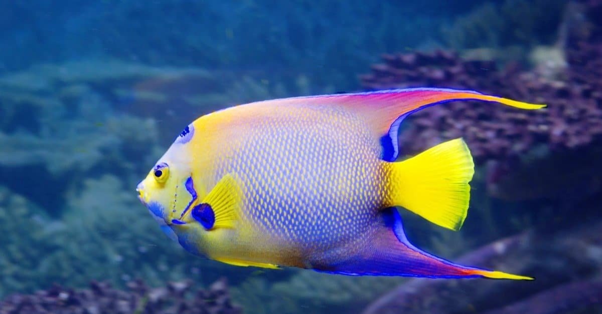 Angelfish Facts