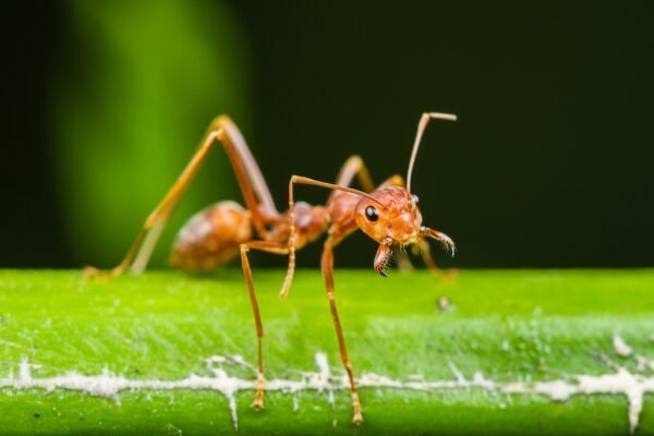 Ant insect Facts