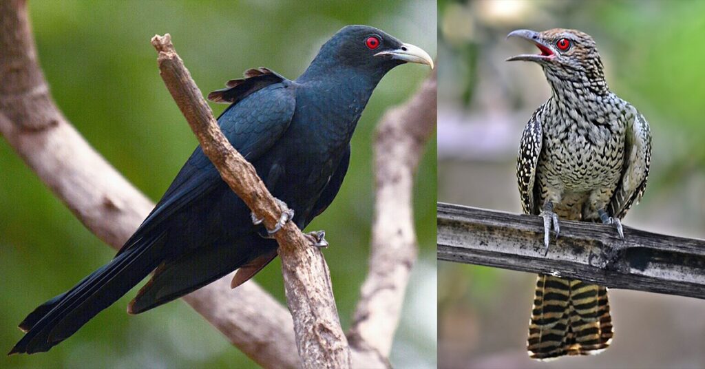 Asian Koel Bird Facts Asian Koel Bird Facts