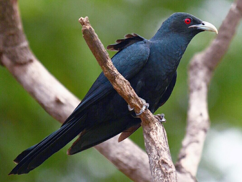 Asian Koel Bird Facts