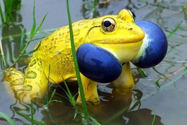 Indian bullfrog Facts