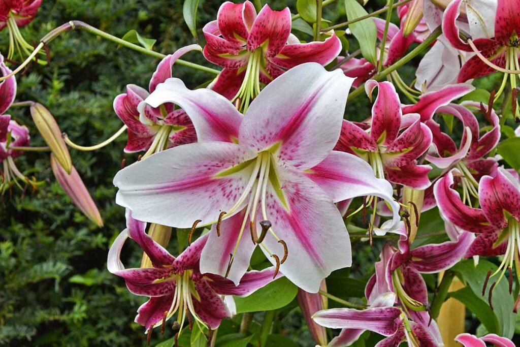 Lily Flower Facts