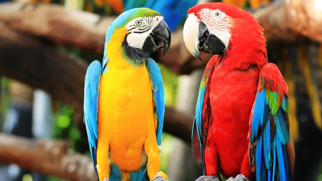 Parrots Bird Facts