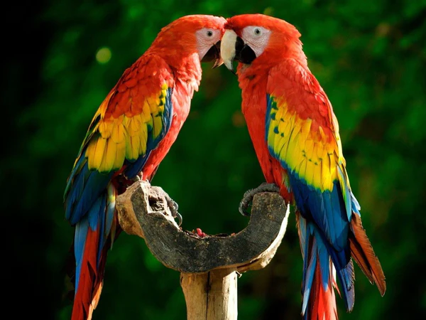 Parrots Bird Facts