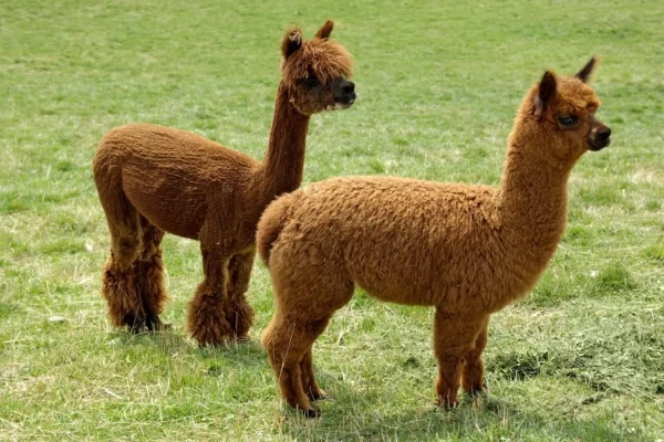 Alpaca Facts