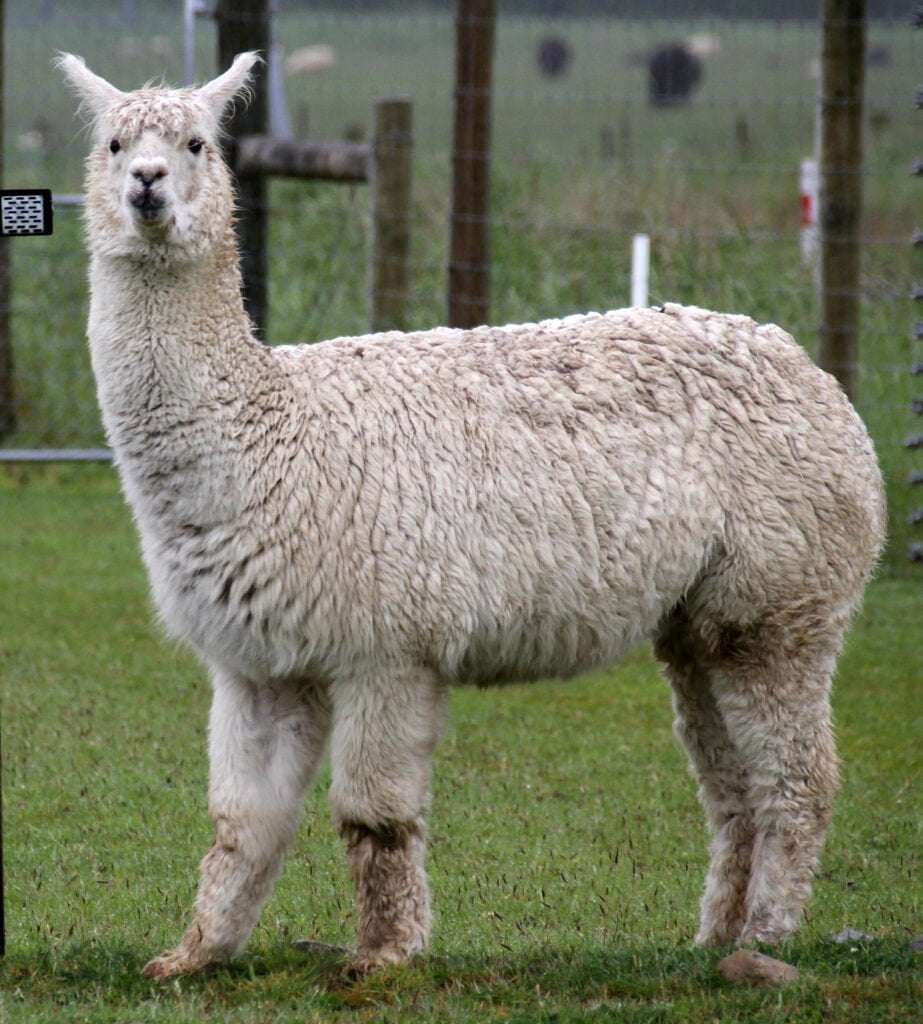 Alpaca Facts