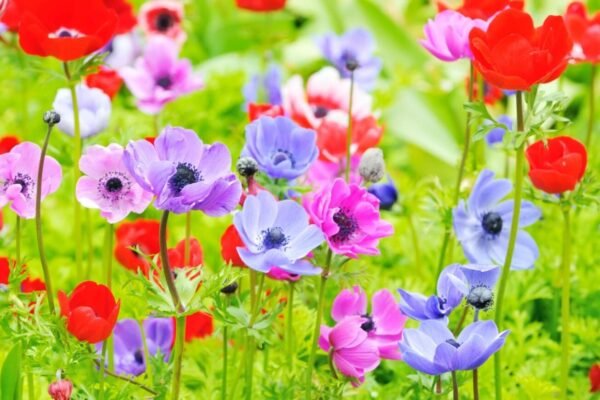 Anemone Flower Facts