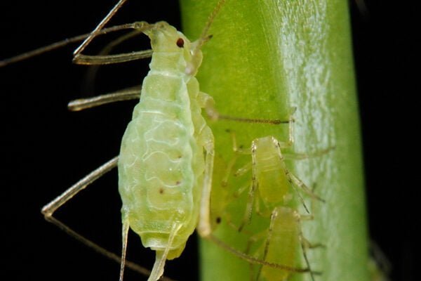 Aphid insect Facts