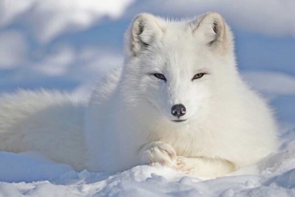 Arctic fox Facts