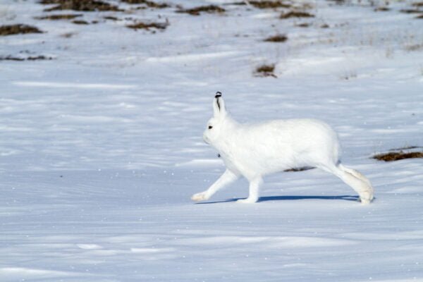 Arctic hare Facts