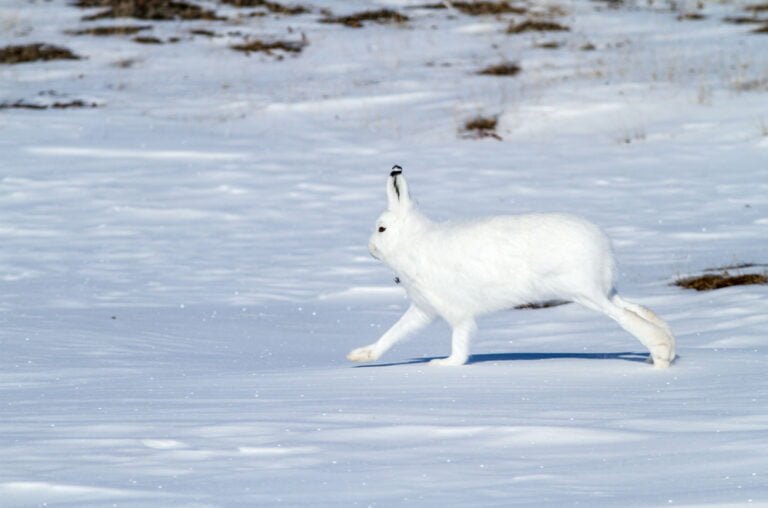 Arctic hare Facts, FAQs, Behaviour, Habitat and Conservation