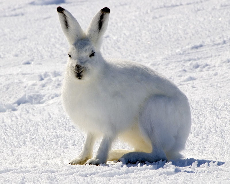 Arctic hare Facts