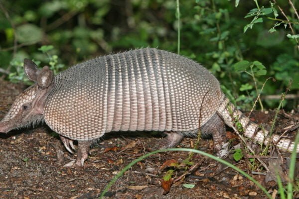 Armadillo Facts