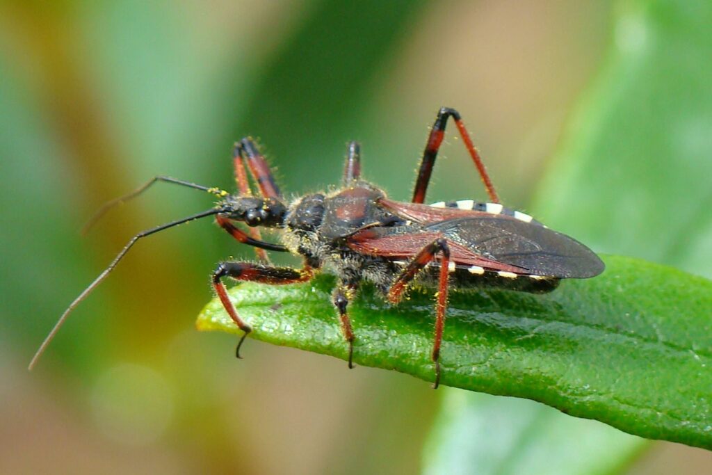 Assassin Bug insect Facts