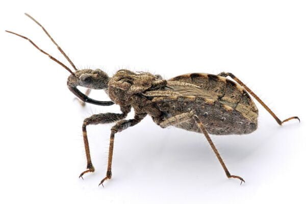 Assassin Bug insect Facts