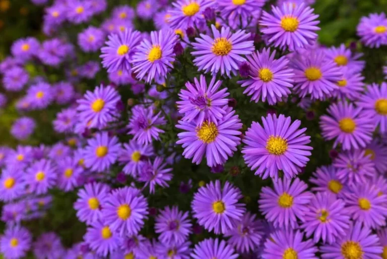 Aster Flower Facts, Uses, Cultivation, Botany, Historical Significance