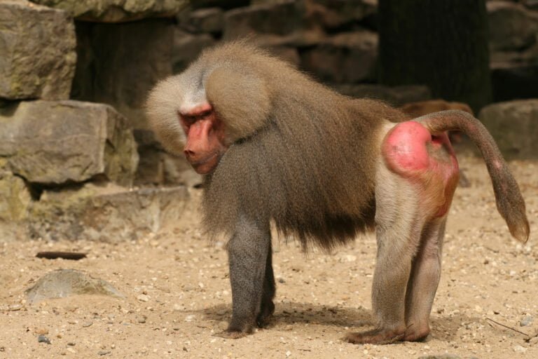 Baboon Facts, FAQs, Behaviour, Habitat and Conservation