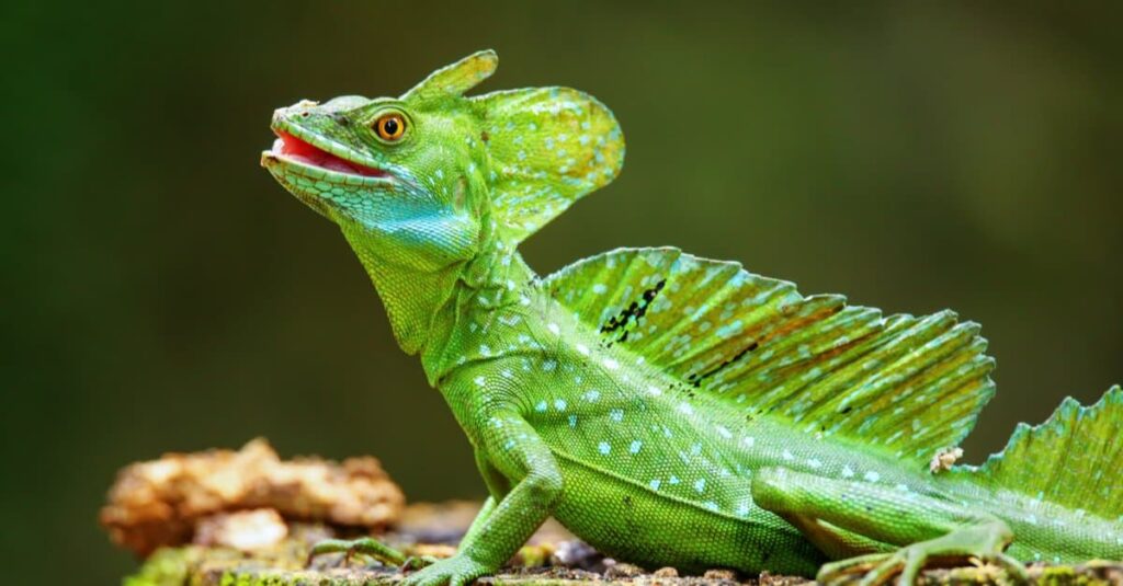 Basilisk lizard Facts