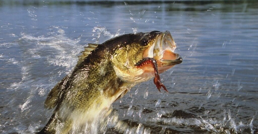 Bass Fish Facts