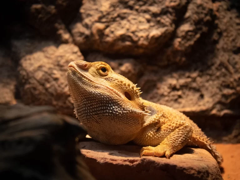 Bearded dragon Facts, FAQs, Behaviour, Habitat and Conservation