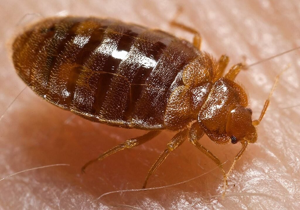 Bed Bug insect Facts