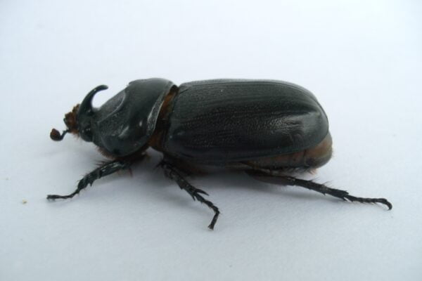 Beetle insect Facts