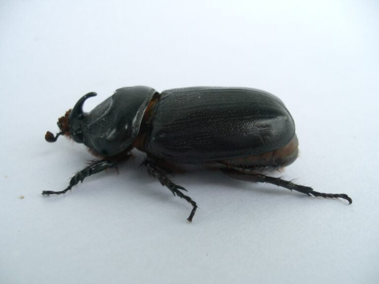 Beetle insect Facts, FAQs, Behaviour, Habitat, Conservation and more