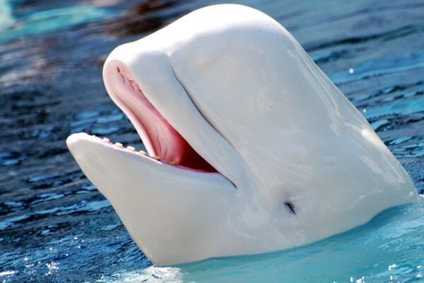 Beluga whale Facts