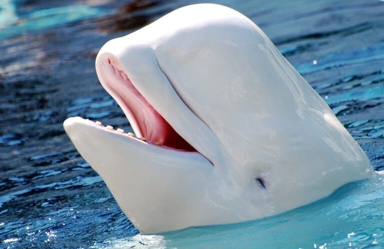 Beluga whale Facts, FAQs, Behaviour, Habitat and Conservation