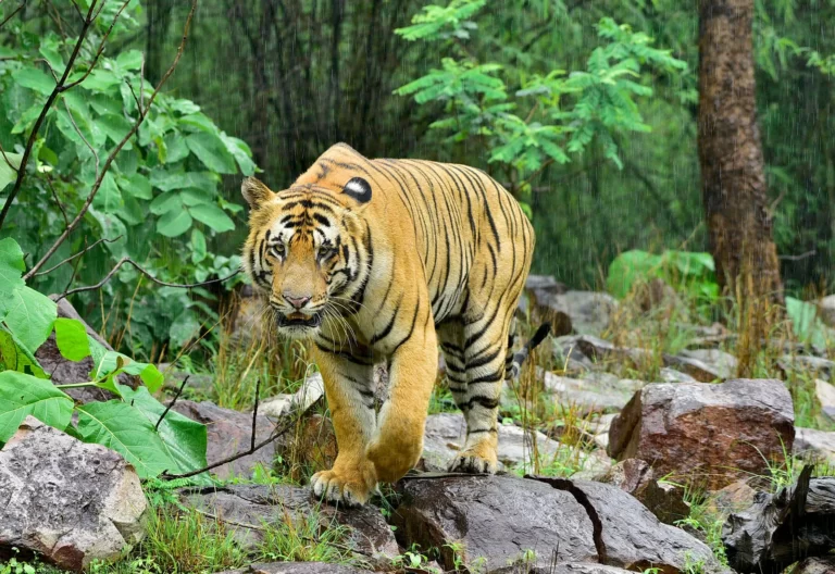 Bengal tiger Facts, FAQs, Behaviour, Habitat and Conservation
