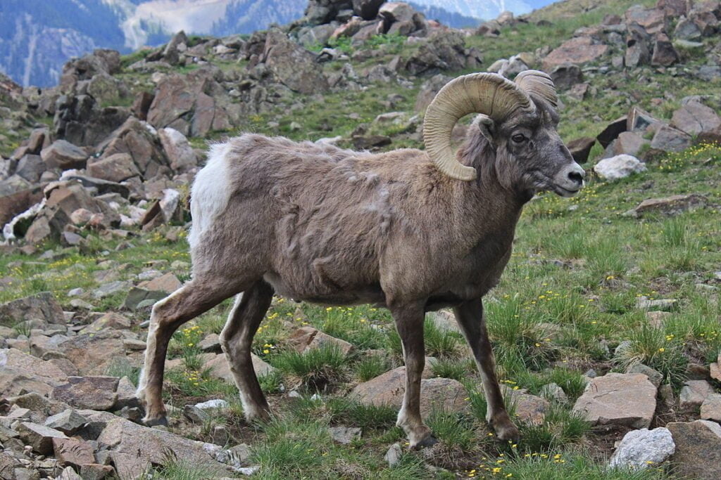 Bighorn sheep Facts
