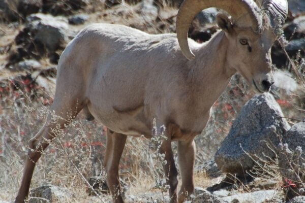 Bighorn sheep Facts