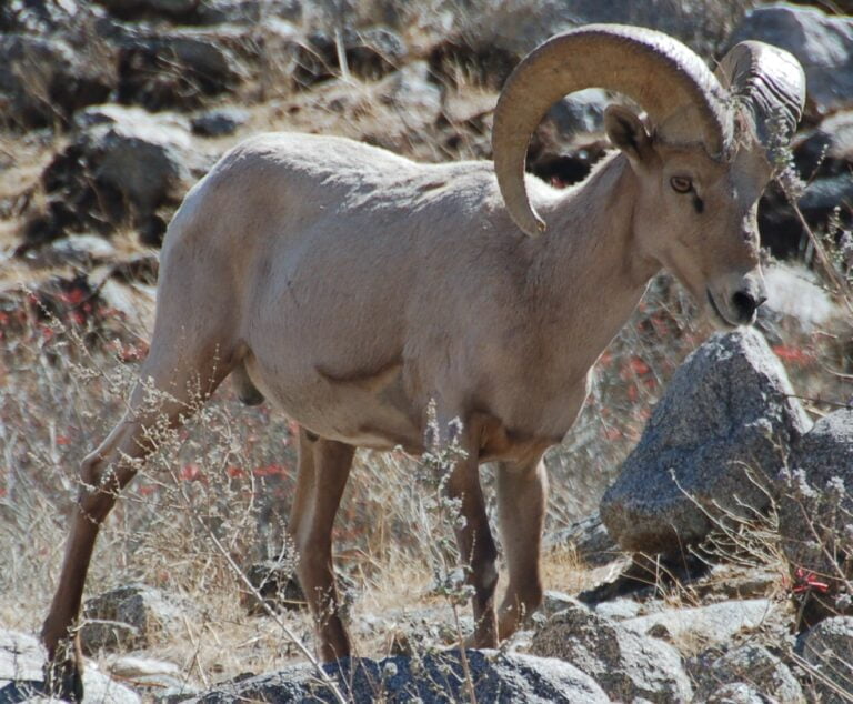 Bighorn sheep Facts, FAQs, Behaviour, Habitat and Conservation