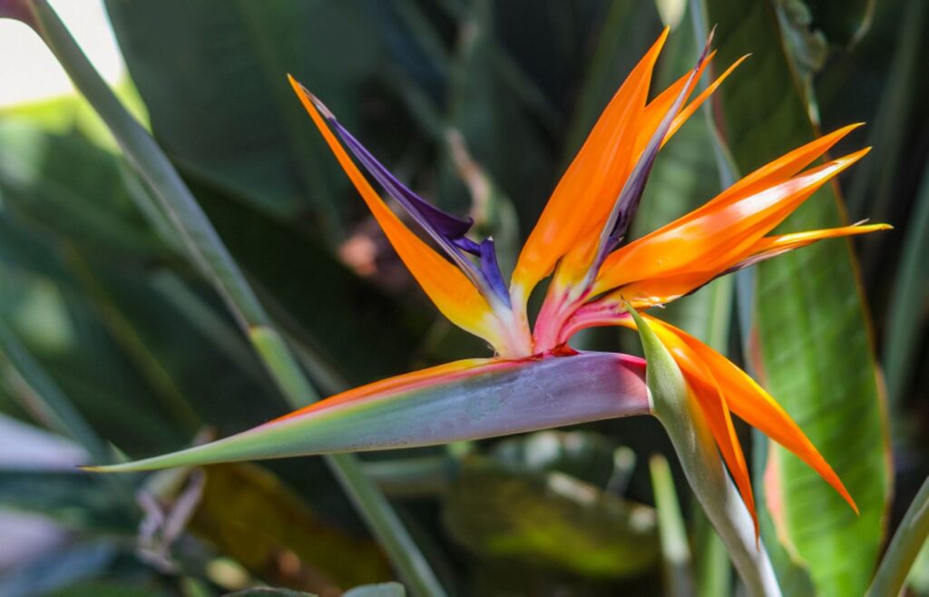 Bird of Paradise Flower Facts