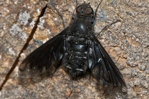 Black Fly insect Facts