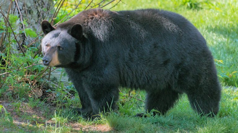 Black bear Facts, FAQs, Behaviour, Habitat and Conservation