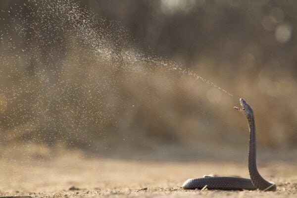 Black necked spitting cobra Facts,