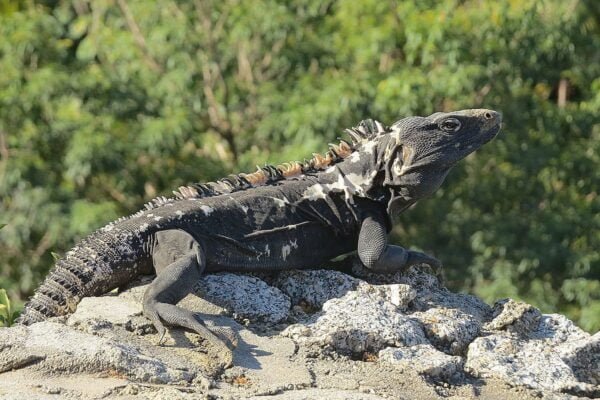 Black spiny-tailed iguana