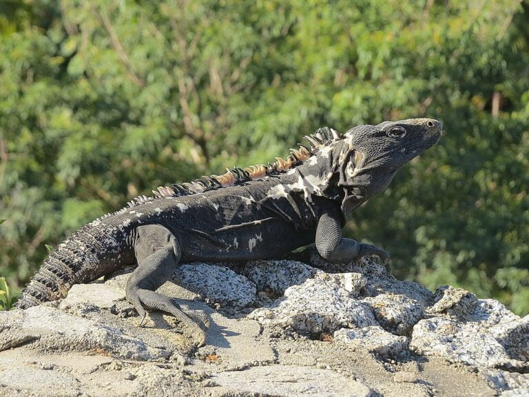 Black spiny-tailed iguana Facts, FAQs, Behaviour, Habitat and Conservation