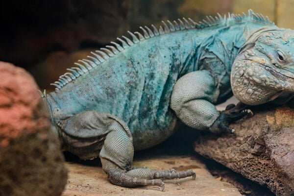 Blue iguana Facts,