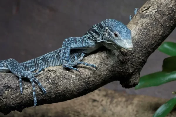 Blue-spotted tree monitor