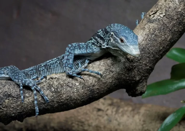 Blue-spotted tree monitor Facts, FAQs, Behaviour, Habitat and Conservation